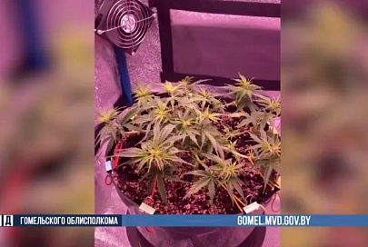 В Гомеле задержан мужчина за выращивание конопли